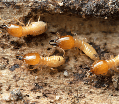 Anti-Termite Treatment